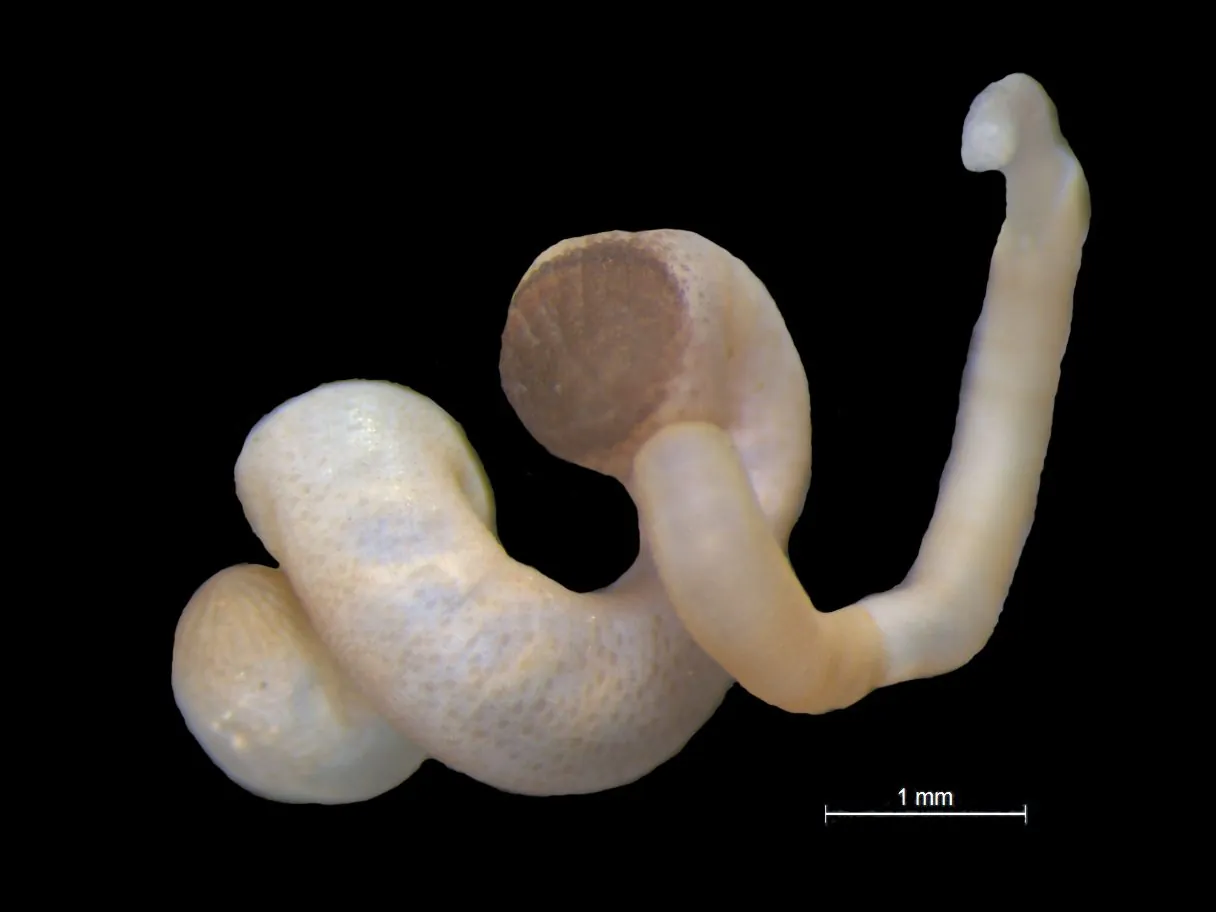 Aspidosiphon carnicobarensis